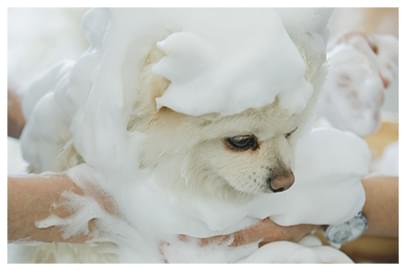 LATEE + SPA PET