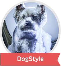DogStyle