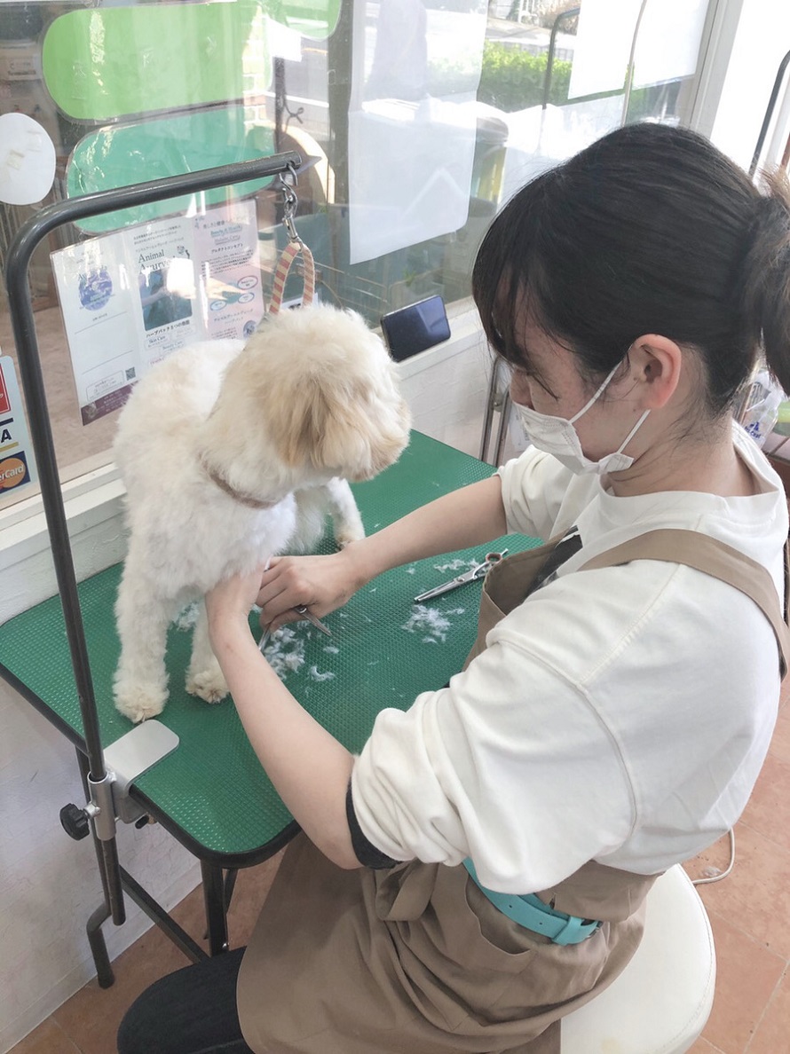 本田菜央